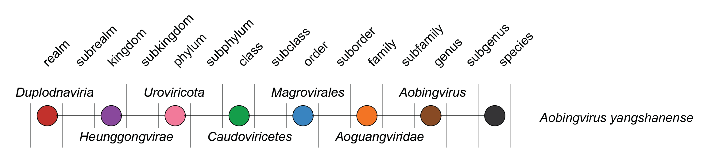 Aoguangviridae taxonomy